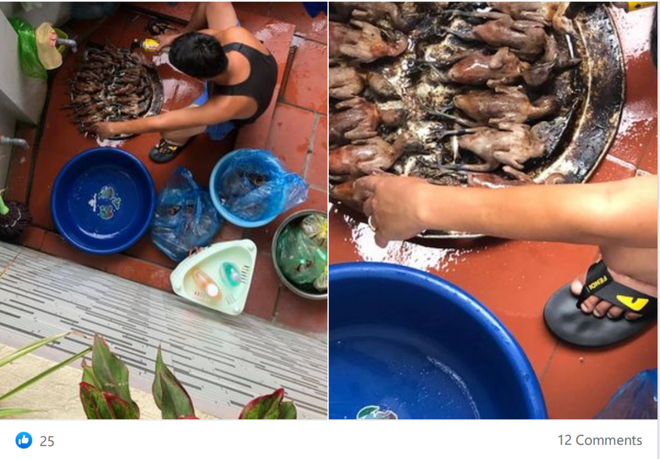 Giải cứu chim trời Cát Bà - Bảo vệ Khu Dự trữ Sinh quyển Thế giới ảnh 3