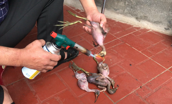 Giải cứu chim trời Cát Bà - Bảo vệ Khu Dự trữ Sinh quyển Thế giới ảnh 2