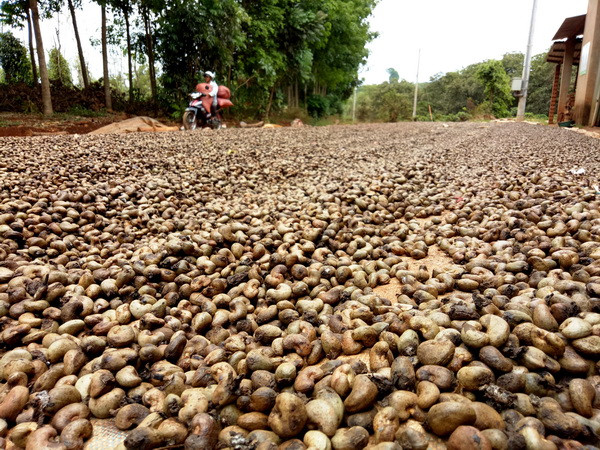Nhu cầu thị trường đẩy giá nhiều loại nông sản có xu hướng tăng ảnh 2