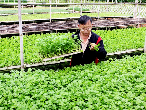 Lựa chọn rau giống trước khi cung ứng ra thị trường. Ảnh: Quang Quyết - TTXVN 6 năm gia nhập WTO: Thu nhập của nông dân vẫn thấp ảnh 1