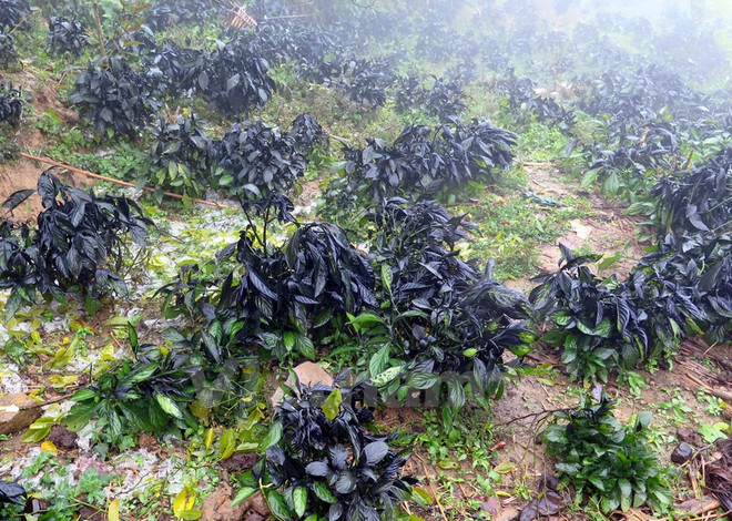 Phó Thủ tướng thị sát khắc phục hậu quả rét hại tại Sa Pa ảnh 2