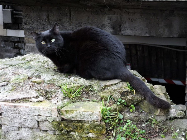 Độc đáo công viên Mèo thu hút du khách giữa thành Rome ảnh 1