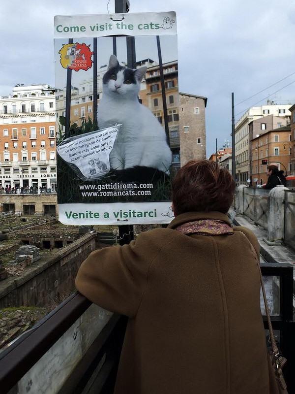 Độc đáo công viên Mèo thu hút du khách giữa thành Rome ảnh 2