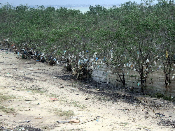 Nghệ An: Rác "bức tử" rừng ngập mặn nguyên sinh ven đê sông Lam ảnh 1