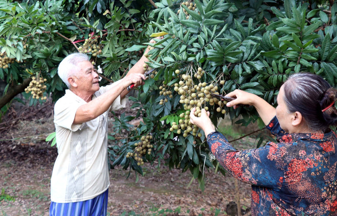 Hưng Yên: Tour trải nghiệm vườn nhãn hấp dẫn nhiều du khách ảnh 3