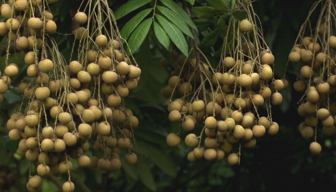 Hưng Yên: Tour trải nghiệm vườn nhãn hấp dẫn nhiều du khách ảnh 1