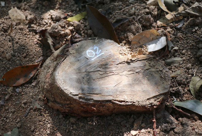 Điện Biên chỉ đạo xác minh vụ mở đường trong rừng đặc dụng Mường Phăng ảnh 2