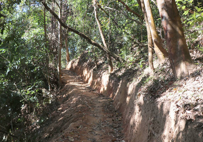 Điện Biên chỉ đạo xác minh vụ mở đường trong rừng đặc dụng Mường Phăng ảnh 1