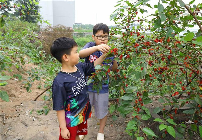 Xây dựng nông thôn mới Hà Nội: Khai thác tối đa các lợi thế ảnh 1
