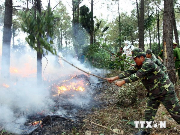 Hà Nội đầu tư trên 14 tỷ đồng để phòng và chữa cháy rừng ảnh 1