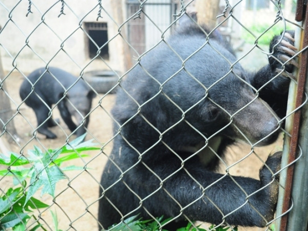 Di trú cặp gấu ngựa về “ngôi nhà” gấu lớn nhất Việt Nam ảnh 1