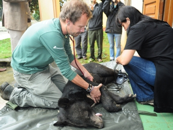 Di trú cặp gấu ngựa về “ngôi nhà” gấu lớn nhất Việt Nam ảnh 2