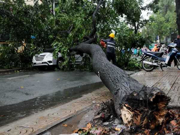  Đắk Nông: Mưa lớn kéo đổ cây thông khô đè hai mẹ con tử vong tại chỗ ảnh 1