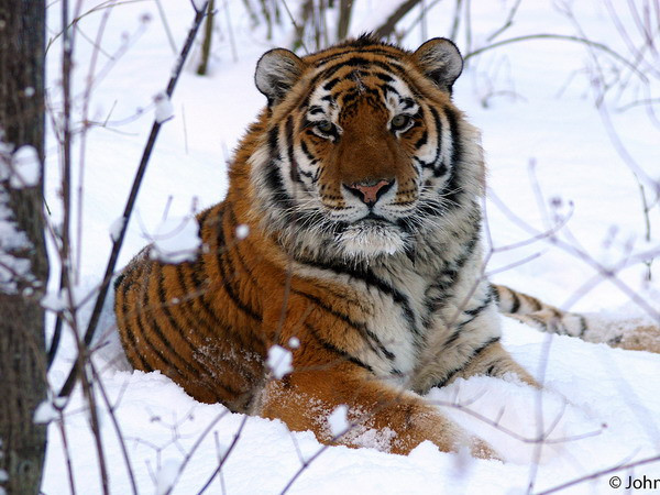 Nga-Trung giúp Hàn Quốc phục hồi quần thể hổ và báo ảnh 1