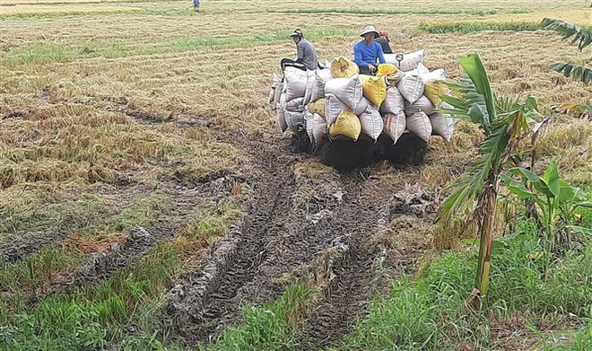 Đồng Tháp: Giá lúa vụ Hè Thu tăng cao, nông dân phấn khởi ảnh 1