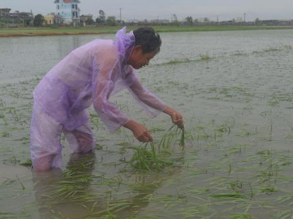 Hà Nội khắc phục hơn 3.250ha lúa bị ngập úng sau bão số 1 ảnh 1