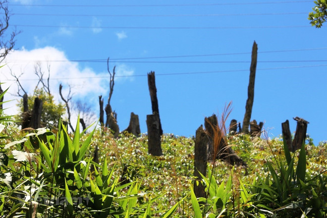 Từ ngày 5/1/2020, vi phạm đất đai sẽ bị phạt đến 1 tỷ đồng ảnh 1