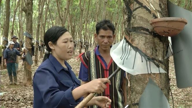 Phát triển Tây Nguyên kết hợp hài hòa, linh hoạt trên 4 trụ cột ảnh 1