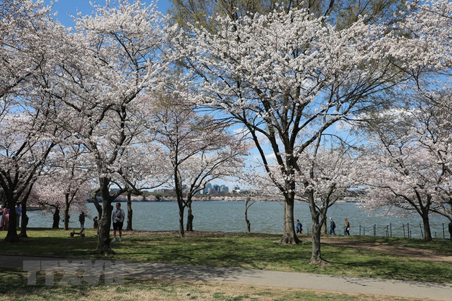 Mỹ: Gần 3.000 cây hoa anh đào khoe sắc rực rỡ ở thủ đô Washington ảnh 1