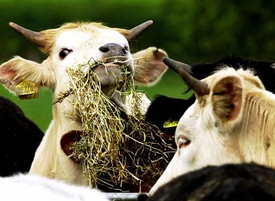 Ireland xác nhận trưởng hợp mắc bệnh bò điên không điển hình ảnh 1