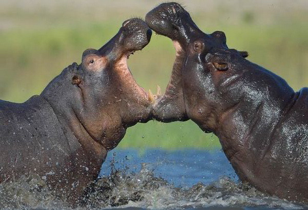 Cảnh hà mã mẹ khóc bên xác con gây xúc động mạnh ảnh 3