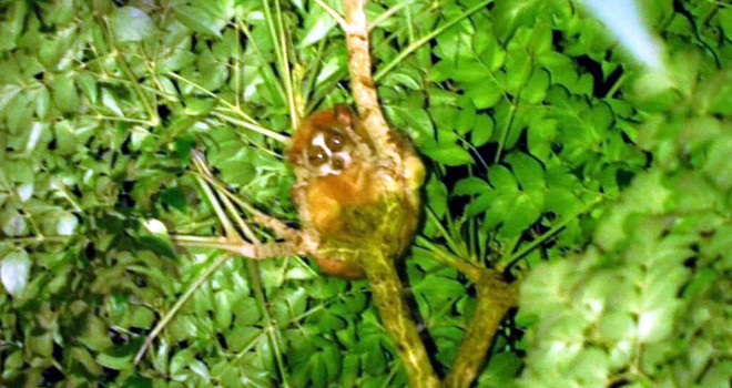 Phát hiện loài cu li quý hiếm tại Khu bảo tồn thiên nhiên Xuân Liên ảnh 1