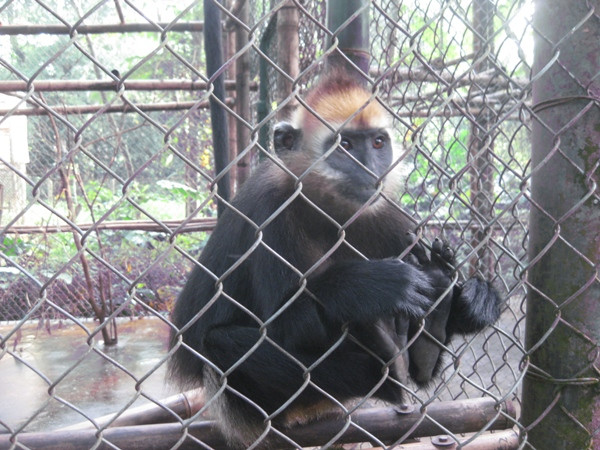 Siết chặt quản lý nuôi, trồng các loài thuộc diện quý hiếm ảnh 1