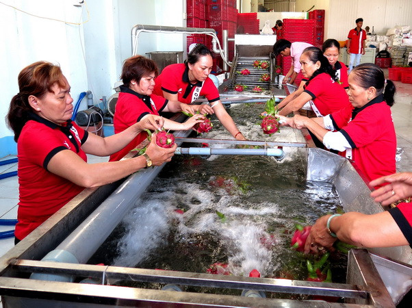 Trung Quốc chiếm 74% thị phần xuất khẩu rau quả Việt Nam ảnh 1