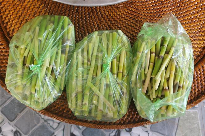 Nghệ An: Đưa măng loi trở thành đặc sản của địa phương ảnh 2