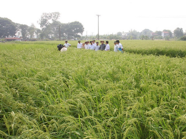 Chuyển đổi cơ cấu cây trồng hiệu quả cho vùng ĐBSCL ảnh 1