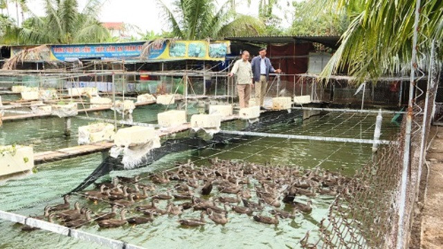 Mô hình chăn nuôi gia cầm mang lại thu nhập ổn định cho gia đình anh Nguyễn Bá Tâm. (Nguồn: Báo Quảng Ninh) 1104khuyettat2.jpg