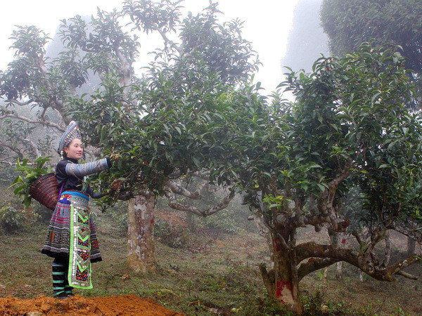 Công bố top 10 đặc sản quà tặng nổi tiếng Việt Nam năm 2017 ảnh 1