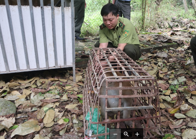 Cao Bằng thả hai cá thể khỉ mốc bị nuôi nhốt về môi trường tự nhiên ảnh 2