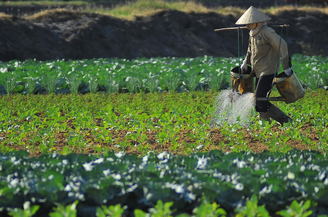 ttxvn cham soc hoa mau_resize.jpg