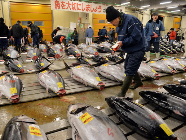 Nhật Bản lại phát hiện độc tố vượt ngưỡng tại khu chợ cá mới ảnh 1
