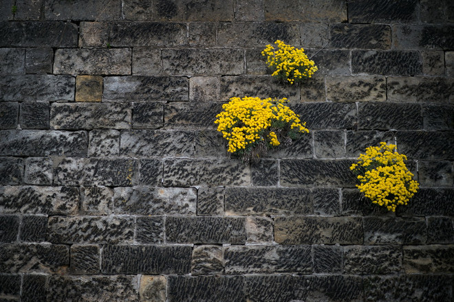 Vẻ đẹp của những bông hoa dại mọc trên mặt đất khô cằn ảnh 9