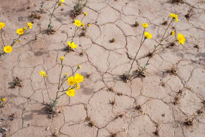 Vẻ đẹp của những bông hoa dại mọc trên mặt đất khô cằn ảnh 8