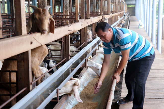 Trang trại nuôi dê thịt của ông Đoàn Văn Hồng, xã Tăng Hòa, huyện Gò Công Đông cho thu nhập hàng trăm triệu đồng/năm. (Ảnh: Hữu Chí/TTXVN) chan nuoi de Tien giang2.jpg