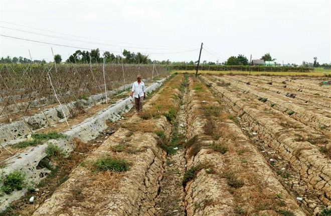 Long An: Người dân lao đao trong mùa hạn mặn gay gắt ảnh 1