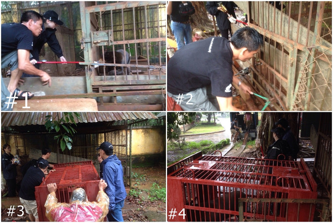 Cứu hộ thành công 3 cá thể “động vật sách đỏ” bị nuôi làm cảnh ảnh 2