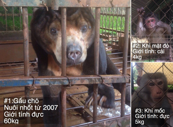 Cứu hộ thành công 3 cá thể “động vật sách đỏ” bị nuôi làm cảnh ảnh 1