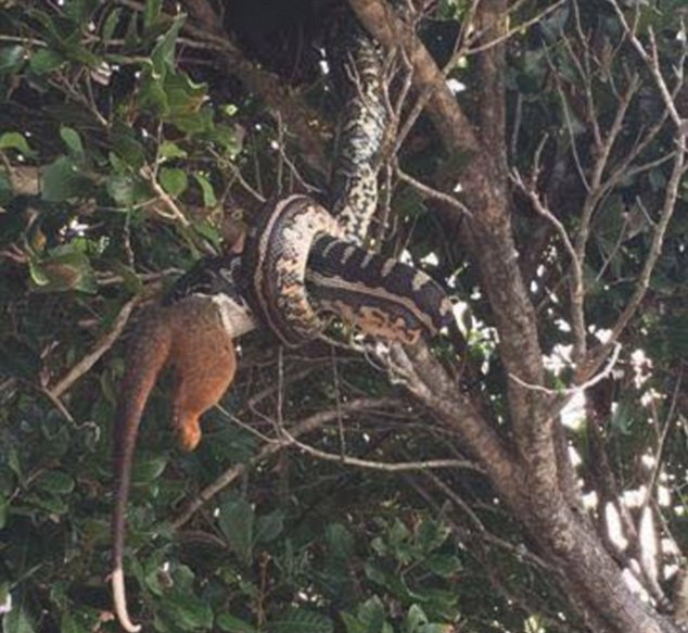 Rùng mình cảnh trăn khổng lồ nuốt dở miếng mồi lớn trên cây ảnh 1