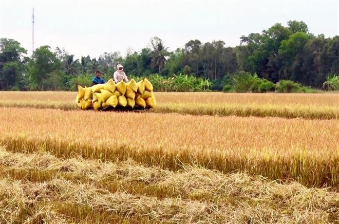 Nông dân An Giang thu hoạch lúa. (Ảnh: Thanh Sang/TTXVN) Giá lúa tại khu vực Đồng bằng sông Cửu Long tiếp tục tăng nhẹ ảnh 1