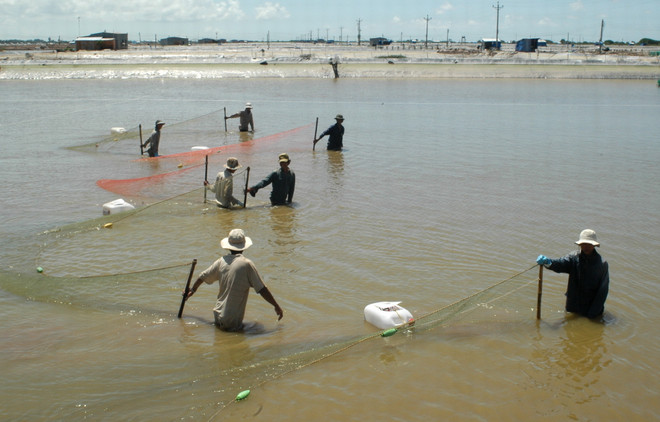 Bất chấp thời tiết bất lợi, người nuôi tôm Sóc Trăng vẫn trúng lớn ảnh 2