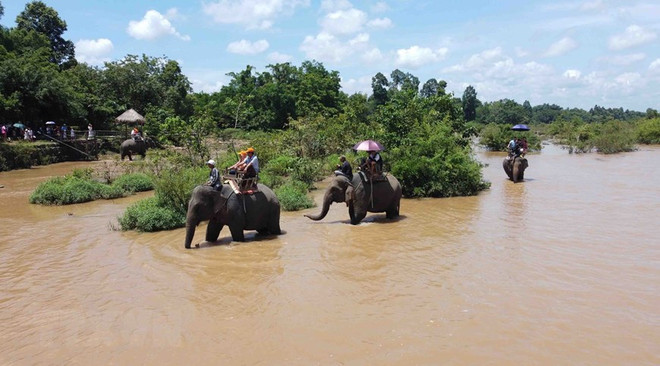 Đắk Lắk: Dừng dịch vụ cưỡi voi tại Trung tâm Du lịch Cầu treo Buôn Đôn ảnh 2