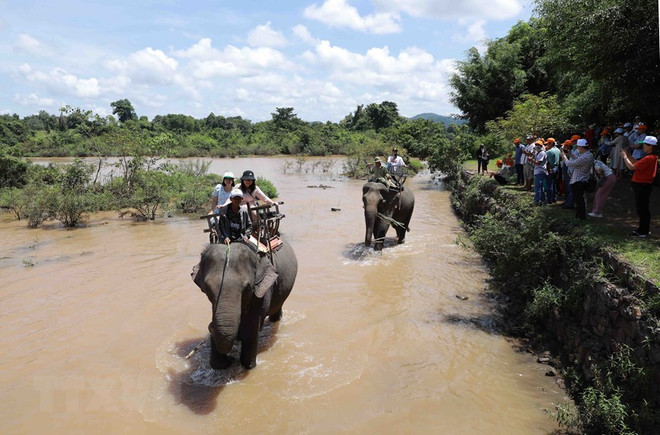 Đắk Lắk: Dừng dịch vụ cưỡi voi tại Trung tâm Du lịch Cầu treo Buôn Đôn ảnh 1