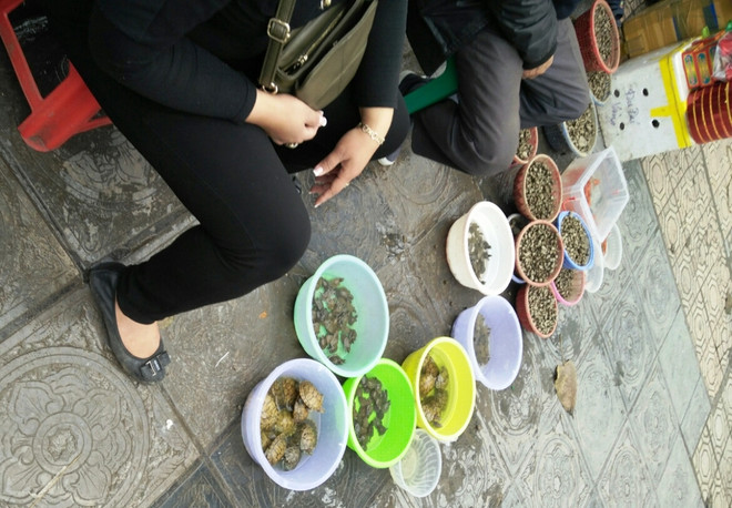Phản cảm cảnh rao bán rùa tai đỏ để phóng sinh ngay trước cửa chùa ảnh 5