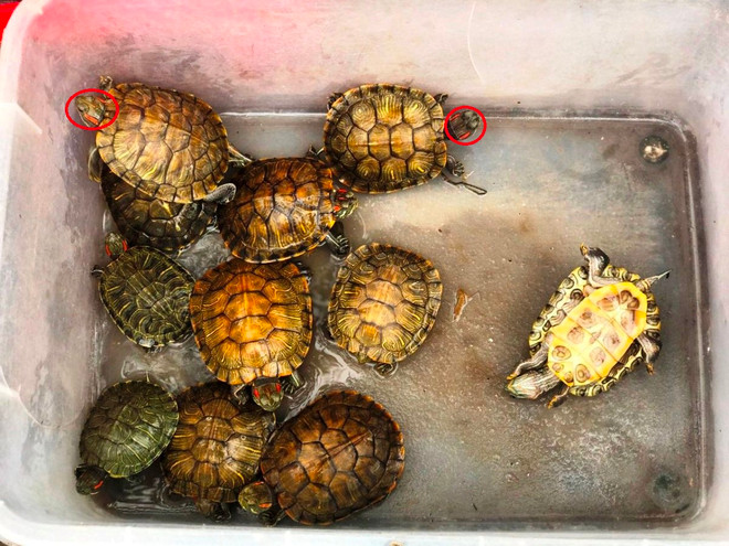 Phản cảm cảnh rao bán rùa tai đỏ để phóng sinh ngay trước cửa chùa ảnh 1