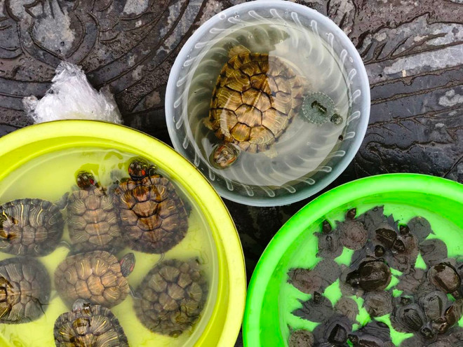 Phản cảm cảnh rao bán rùa tai đỏ để phóng sinh ngay trước cửa chùa ảnh 3