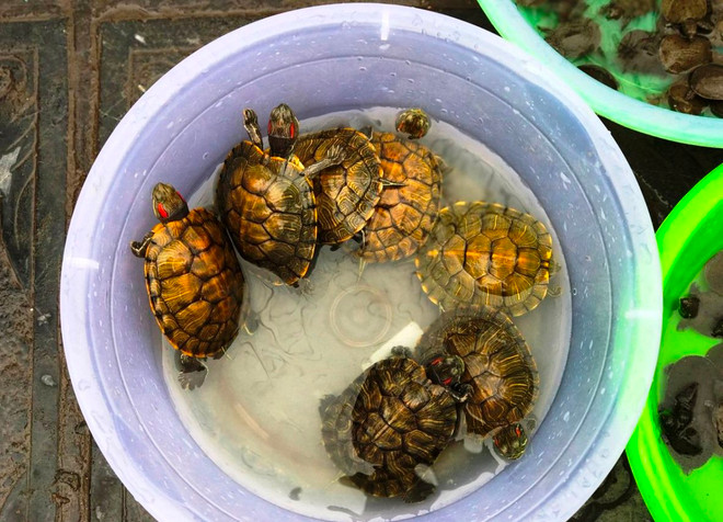 Phản cảm cảnh rao bán rùa tai đỏ để phóng sinh ngay trước cửa chùa ảnh 8